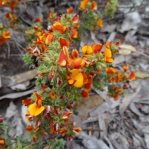 Pultenaea procumbens at Farrer Ridge - 20 Oct 2014