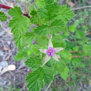 Rubus parvifolius at Farrer Ridge - 20 Oct 2014 04:33 PM