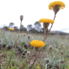 Leptorhynchos squamatus (Scaly Buttons) at Barneys Hill/Mt Stranger - 14 Oct 2014 by michaelb