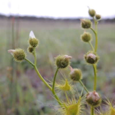 Drosera gunniana (Pale Sundew) at Bonython, ACT - 14 Oct 2014 by MichaelBedingfield