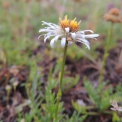 Calotis anthemoides (Chamomile Burr-daisy) at Pine Island to Point Hut - 14 Oct 2014 by MichaelBedingfield