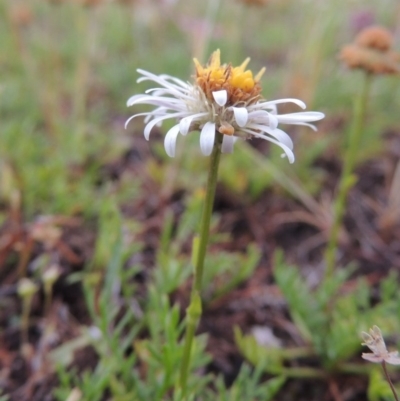 Calotis anthemoides (Chamomile Burr-daisy) at Bonython, ACT - 14 Oct 2014 by michaelb