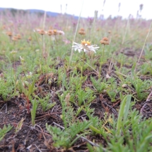 Calotis anthemoides at Bonython, ACT - 14 Oct 2014