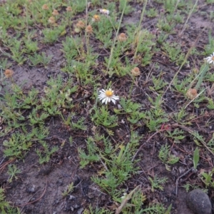 Calotis anthemoides at Bonython, ACT - 14 Oct 2014 06:50 PM