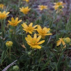 Ranunculus papulentus (Large River Buttercup) at Bonython, ACT - 14 Oct 2014 by michaelb