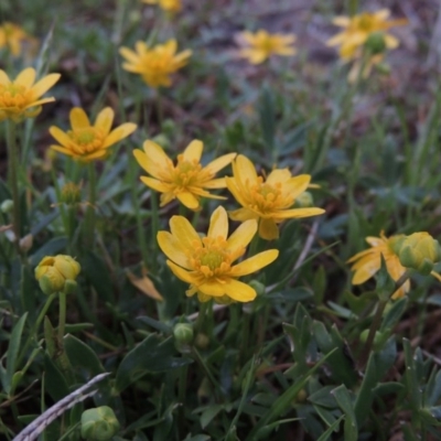 Ranunculus papulentus (Large River Buttercup) at Bonython, ACT - 14 Oct 2014 by MichaelBedingfield