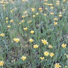 Ranunculus papulentus at Bonython, ACT - 14 Oct 2014