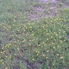 Ranunculus papulentus at Bonython, ACT - 14 Oct 2014