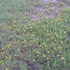 Ranunculus papulentus at Bonython, ACT - 14 Oct 2014