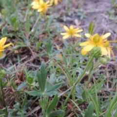 Ranunculus papulentus at Bonython, ACT - 14 Oct 2014