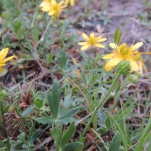 Ranunculus papulentus at Bonython, ACT - 14 Oct 2014