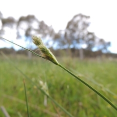 Carex inversa (Knob Sedge) at Bonython, ACT - 15 Oct 2014 by MichaelBedingfield