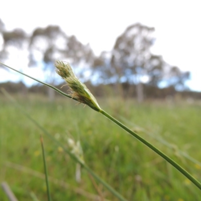 Carex inversa (Knob Sedge) at Pine Island to Point Hut - 15 Oct 2014 by MichaelBedingfield