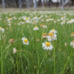 Calotis anthemoides (Chamomile Burr-daisy) at Pine Island to Point Hut - 15 Oct 2014 by MichaelBedingfield