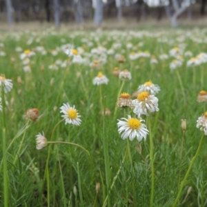 Calotis anthemoides at Bonython, ACT - 15 Oct 2014 05:10 PM