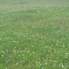 Calotis anthemoides at Bonython, ACT - 15 Oct 2014