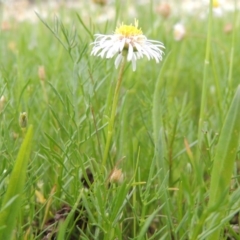 Calotis anthemoides at Bonython, ACT - 15 Oct 2014