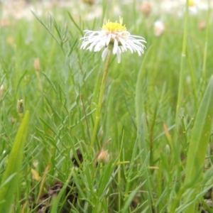 Calotis anthemoides at Bonython, ACT - 15 Oct 2014