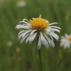 Calotis anthemoides (Chamomile Burr-daisy) at Pine Island to Point Hut - 15 Oct 2014 by MichaelBedingfield