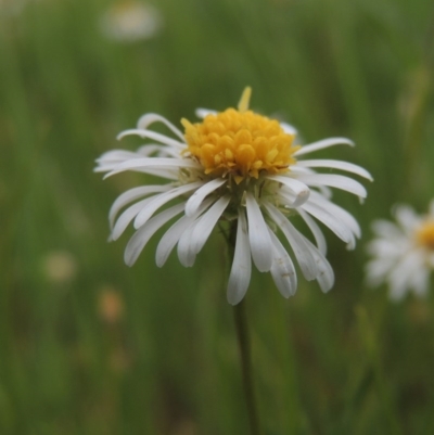 Calotis anthemoides (Chamomile Burr-daisy) at Pine Island to Point Hut - 15 Oct 2014 by MichaelBedingfield