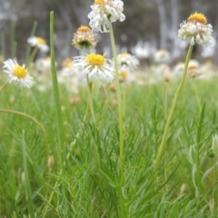 Calotis anthemoides at Bonython, ACT - 15 Oct 2014 05:13 PM