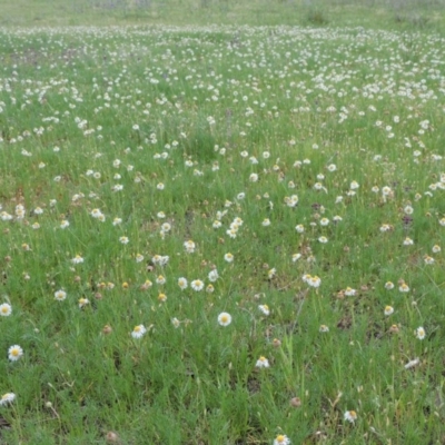 Calotis anthemoides (Chamomile Burr-daisy) at Pine Island to Point Hut - 15 Oct 2014 by michaelb