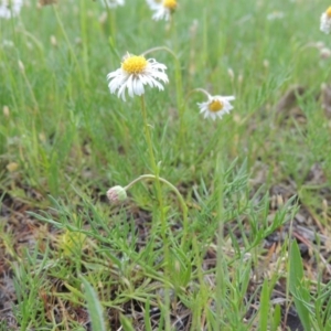 Calotis anthemoides at Bonython, ACT - 15 Oct 2014