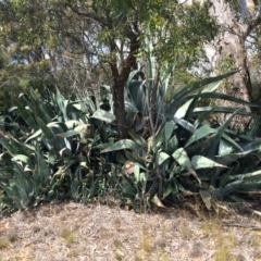 Agave americana (Century Plant) at Gungahlin, ACT - 20 Oct 2014 by AaronClausen