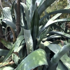 Agave americana at Gungahlin, ACT - 20 Oct 2014 11:59 AM