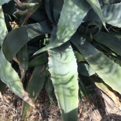 Agave americana at Gungahlin, ACT - 20 Oct 2014 11:59 AM