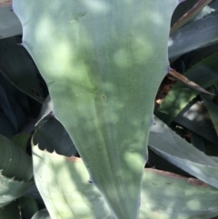 Agave americana at Gungahlin, ACT - 20 Oct 2014