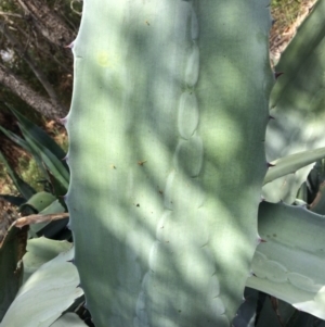 Agave americana at Gungahlin, ACT - 20 Oct 2014 11:59 AM