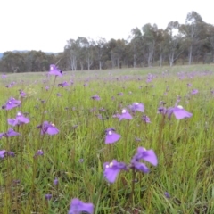 Utricularia dichotoma (Fairy Aprons, Purple Bladderwort) at Bonython, ACT - 15 Oct 2014 by MichaelBedingfield