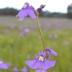 Utricularia dichotoma at Bonython, ACT - 15 Oct 2014 05:24 PM