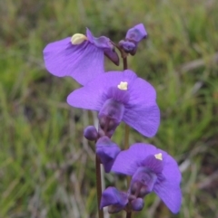 Utricularia dichotoma at Bonython, ACT - 15 Oct 2014 05:24 PM