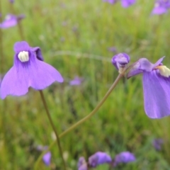 Utricularia dichotoma (Fairy Aprons, Purple Bladderwort) at Pine Island to Point Hut - 15 Oct 2014 by MichaelBedingfield