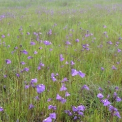 Utricularia dichotoma at Bonython, ACT - 15 Oct 2014