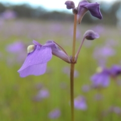 Utricularia dichotoma at Bonython, ACT - 15 Oct 2014