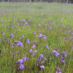 Utricularia dichotoma (Fairy Aprons, Purple Bladderwort) at Pine Island to Point Hut - 15 Oct 2014 by MichaelBedingfield