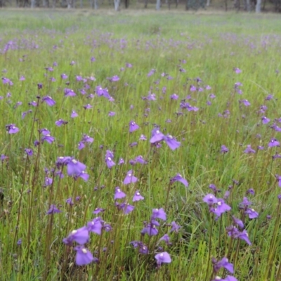 Utricularia dichotoma (Fairy Aprons, Purple Bladderwort) at Bonython, ACT - 15 Oct 2014 by MichaelBedingfield