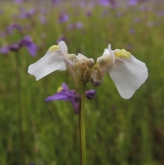 Utricularia dichotoma (Fairy Aprons, Purple Bladderwort) at Pine Island to Point Hut - 15 Oct 2014 by MichaelBedingfield