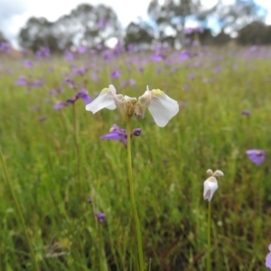 Utricularia dichotoma at Bonython, ACT - 15 Oct 2014 05:33 PM