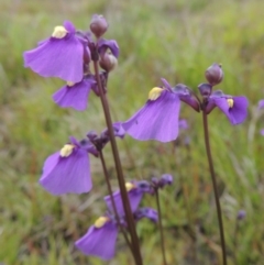 Utricularia dichotoma (Fairy Aprons, Purple Bladderwort) at Pine Island to Point Hut - 15 Oct 2014 by michaelb