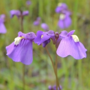 Utricularia dichotoma at Bonython, ACT - 15 Oct 2014 05:26 PM