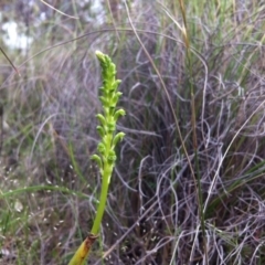 Microtis unifolia (Common Onion Orchid) at Gungahlin, ACT - 21 Oct 2014 by JasonC