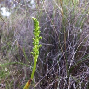 Microtis unifolia at Gungahlin, ACT - 21 Oct 2014