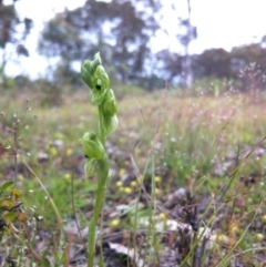 Hymenochilus bicolor (ACT) = Pterostylis bicolor (NSW) (Black-tip Greenhood) at Gungahlin, ACT - 21 Oct 2014 by JasonC
