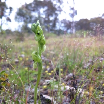 Hymenochilus bicolor (ACT) = Pterostylis bicolor (NSW) (Black-tip Greenhood) at Gungahlin, ACT - 21 Oct 2014 by JasonC