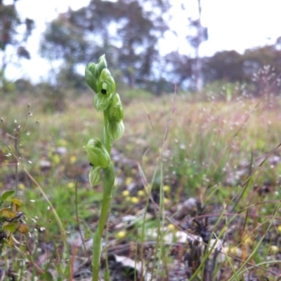 Hymenochilus bicolor (Black-tip Greenhood) at Gungahlin, ACT - 21 Oct 2014 by JasonC