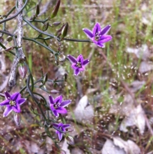 Thysanotus patersonii at Gungahlin, ACT - 21 Oct 2014 01:59 PM